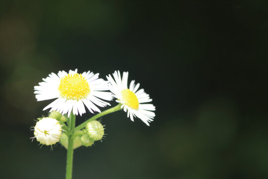 野菊花