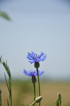 蓝花矢车菊