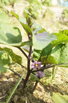 茄子花