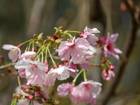 樱花