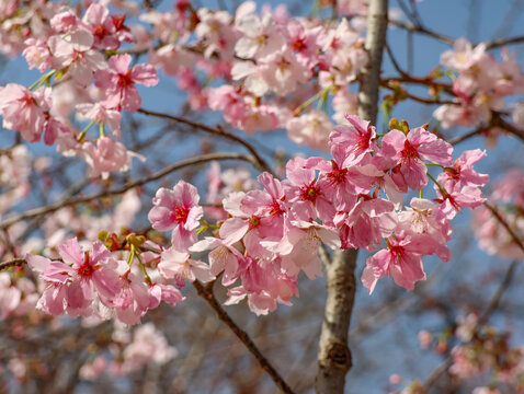 樱花