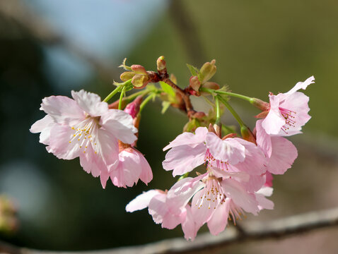 樱花