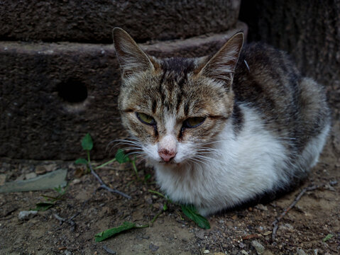 猫咪