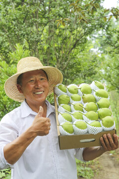 陕西早酥梨