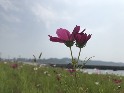 波斯菊