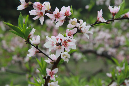 桃花树