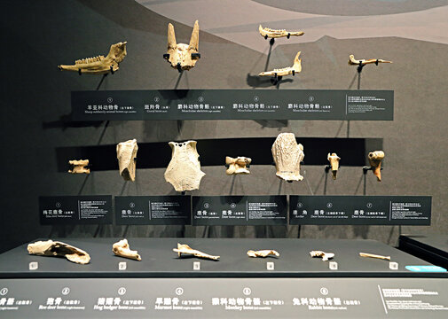新石器时代动物骨骼