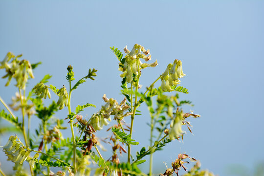 黄芪花