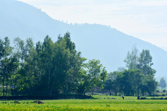 夏日乡村