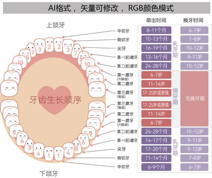 儿童乳牙生长时间顺序