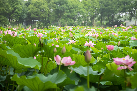 荷花池