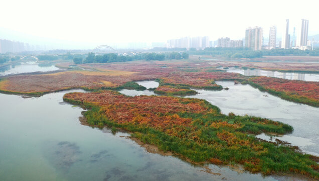 洛阳洛河湿地