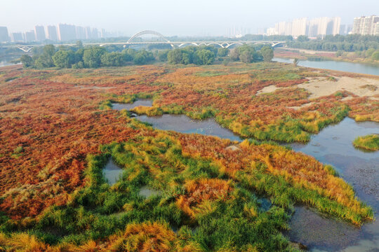 洛阳洛河湿地