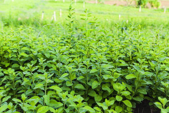 枸杞菜种植基地