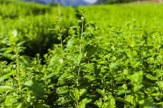 枸杞菜种植