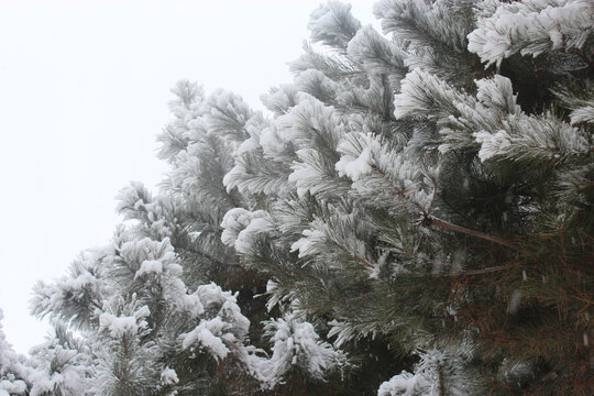 大雪压松头