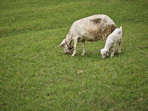 小羊和羊妈妈吃草