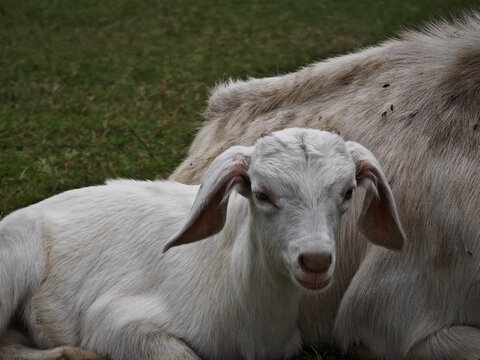 小羊羔和羊妈妈