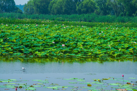 济宁微山湖湿地