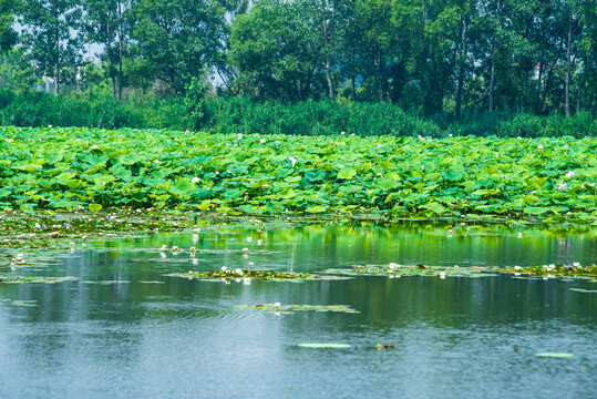 济宁微山湖湿地