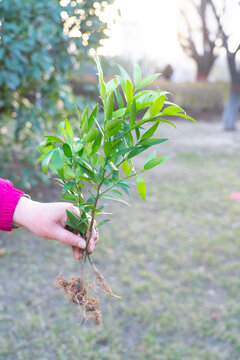 植树节种植树苗