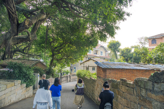 鼓浪屿鸡山路柏油路与树木