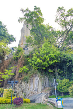 鼓浪屿日光岩山峰城墙榕树根