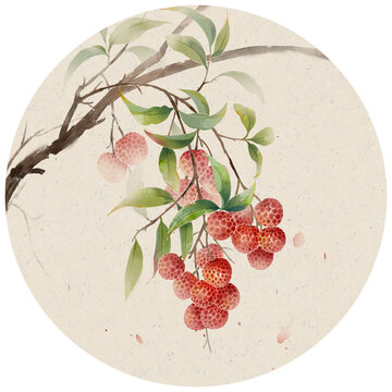 荔枝插畫