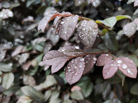 叶子上的雨珠