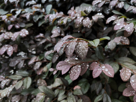 叶片上的雨滴