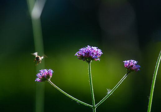 薰衣草蜜蜂