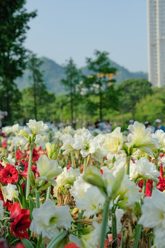 深圳中心公园花展