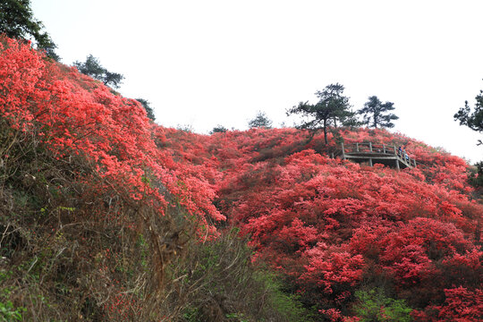 杜鹃花