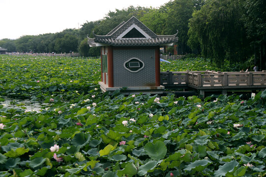 东莞莲湖荷花池