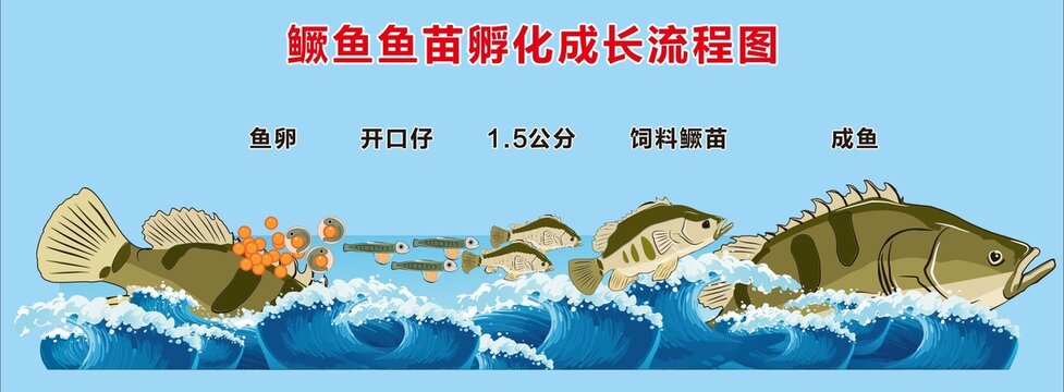 鳜鱼鱼苗孵化流程图