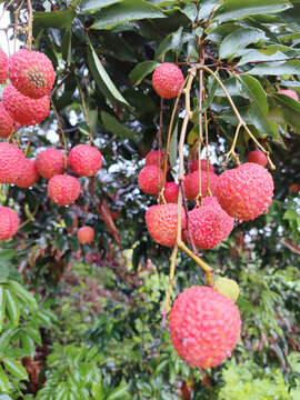 桂味荔枝