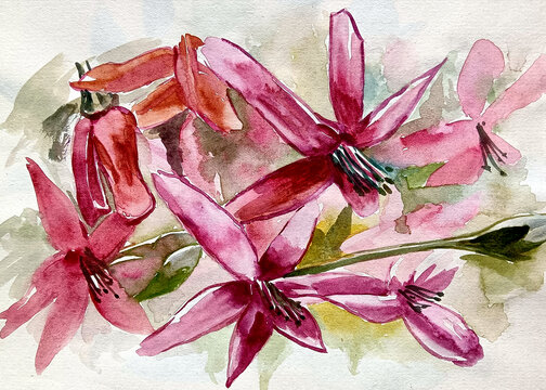 龍船花水彩