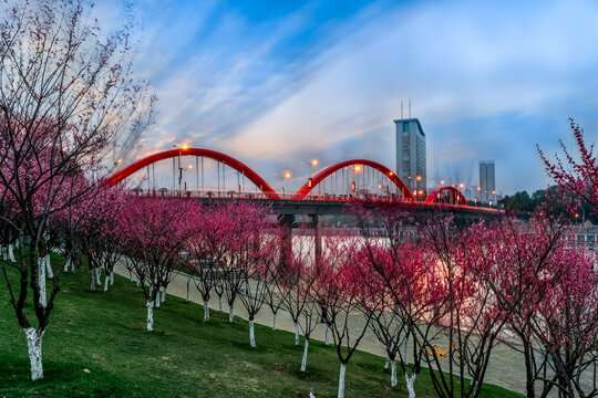 义乌春天梅花城市夜景风光