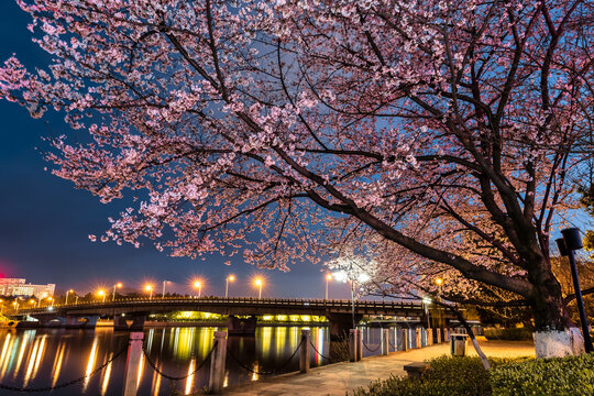 城市公园夜景灯光樱花盛开