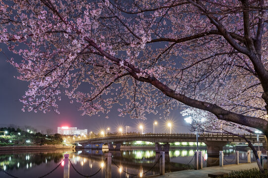 义乌城市春天生态园林樱花夜景