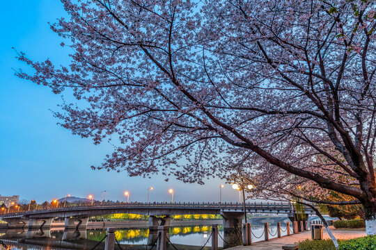 城市春天樱花树生态园林风光