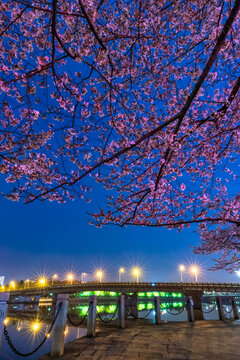 夜景樱花城市灯光竖画幅