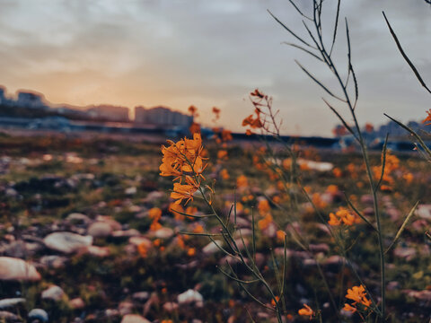 夕阳花朵