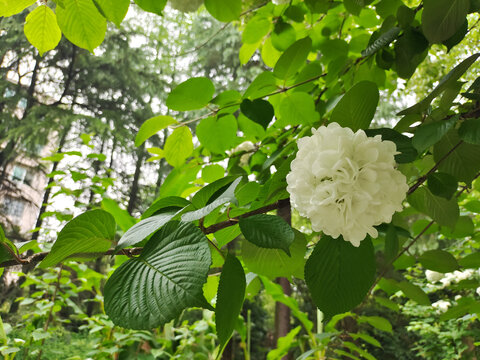 紫阳花