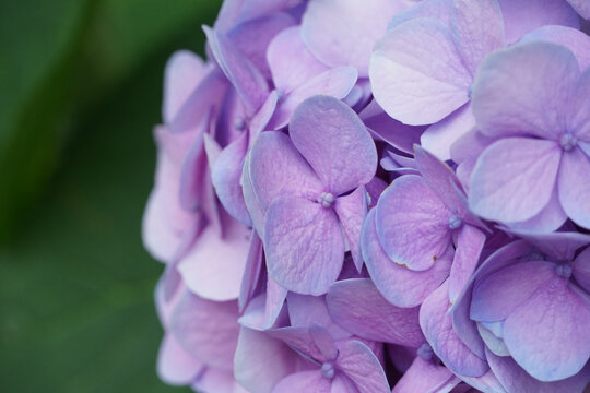 夏日蓝紫色的绣球花