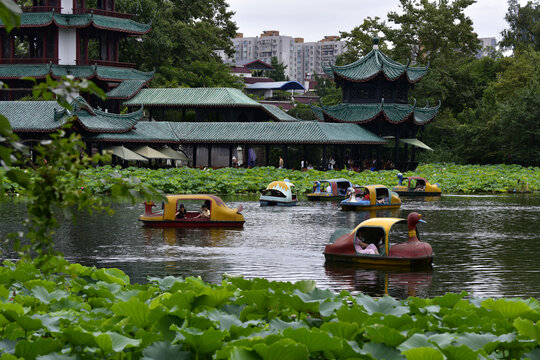 桂湖森林广场