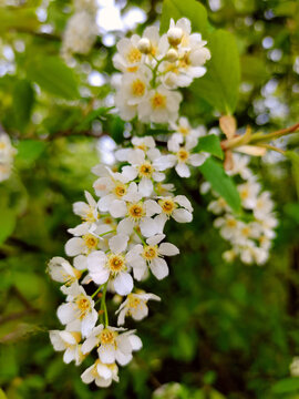 野生稠李子花