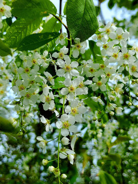 野生稠李子花