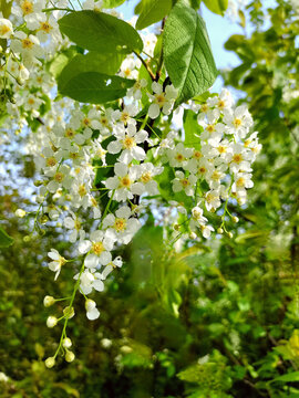 野生稠李子花