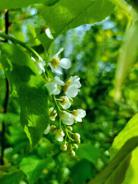 野生稠李子花